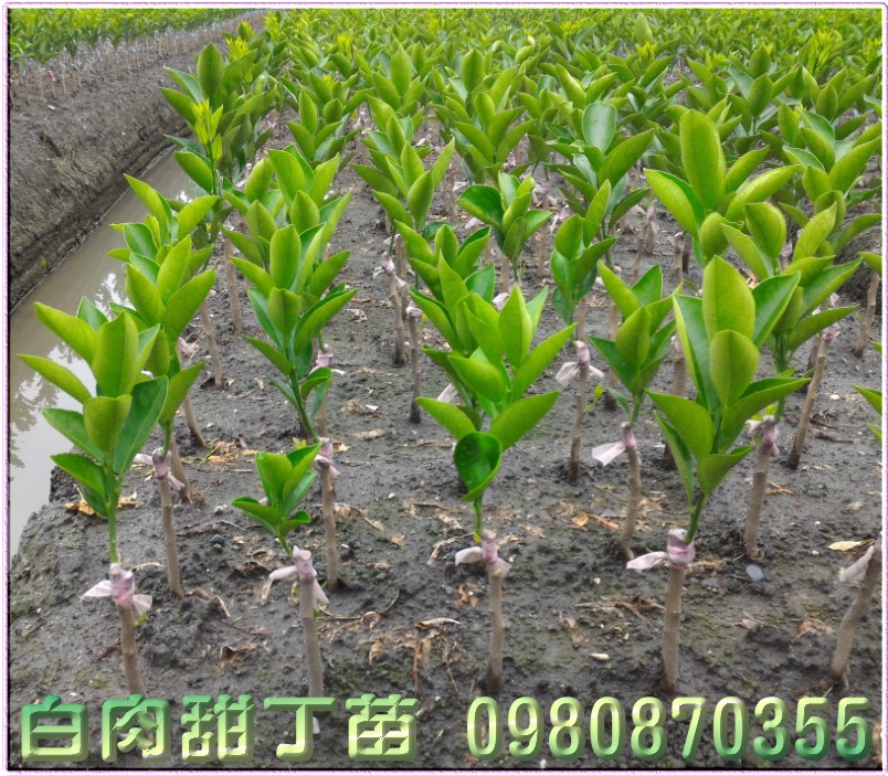 白肉甜丁树苗