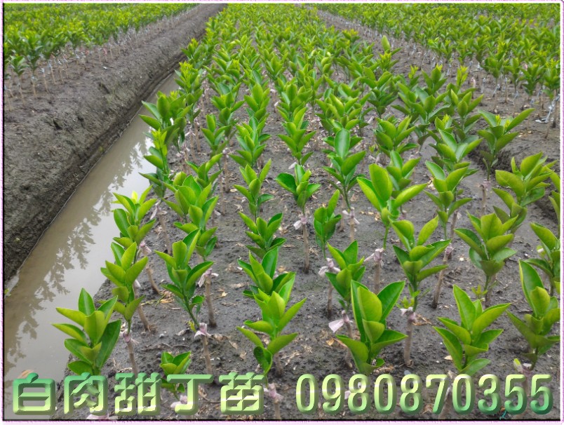 白肉甜丁种苗