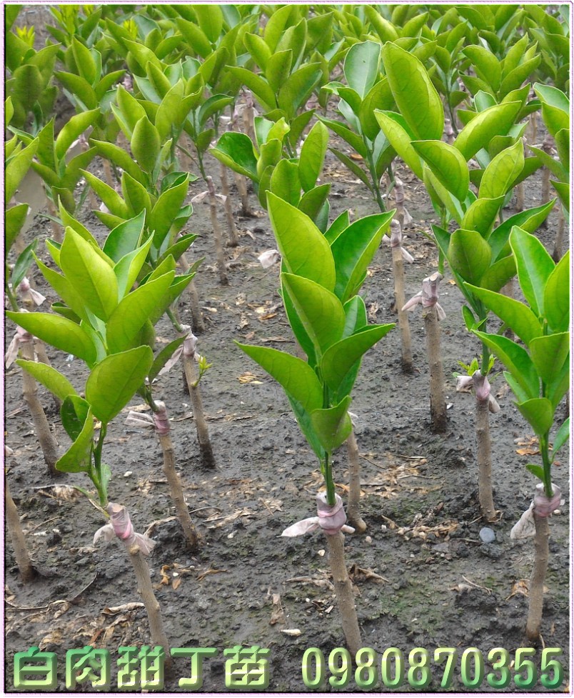 白肉甜丁苗买卖,白肉甜丁苗批发