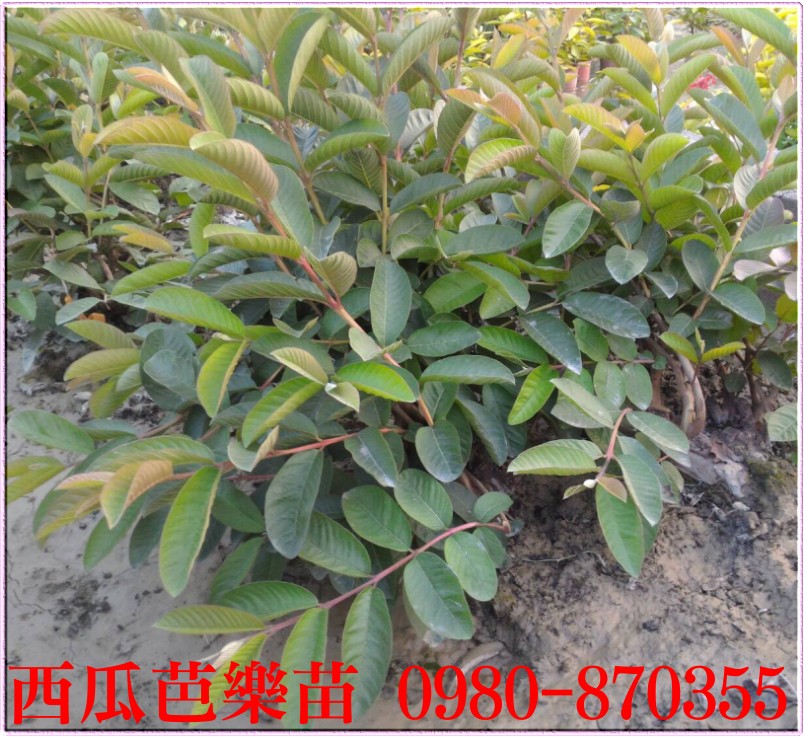 西瓜芭乐苗