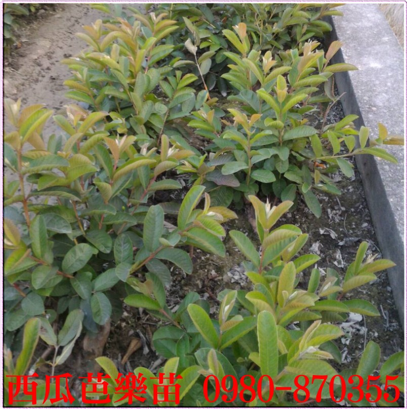 西瓜芭乐果苗