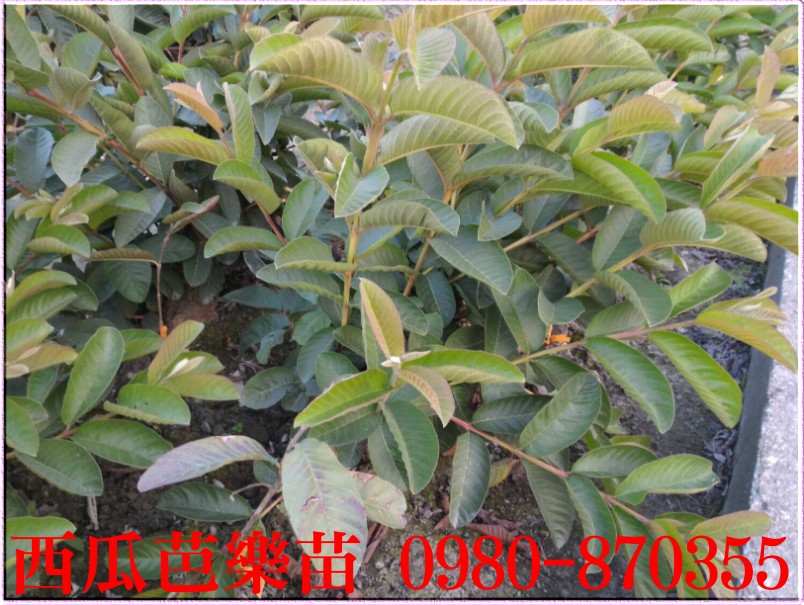 西瓜芭乐苗买卖