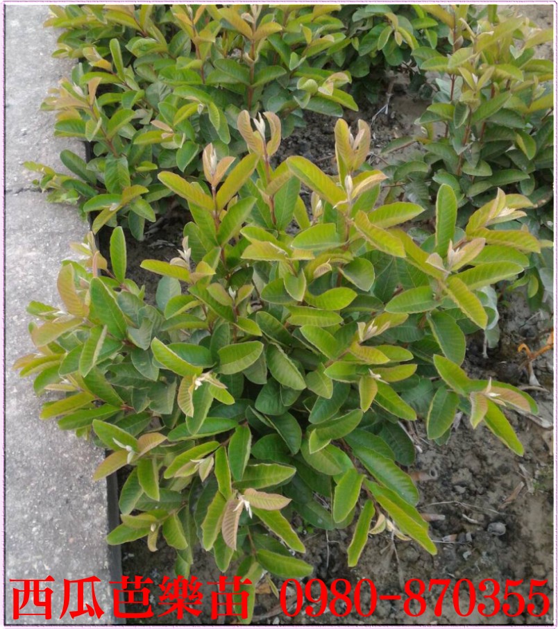 西瓜芭乐苗,西瓜芭乐树苗,西瓜芭乐果苗,西瓜芭乐幼苗