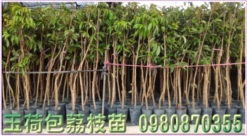 玉荷包荔枝树苗