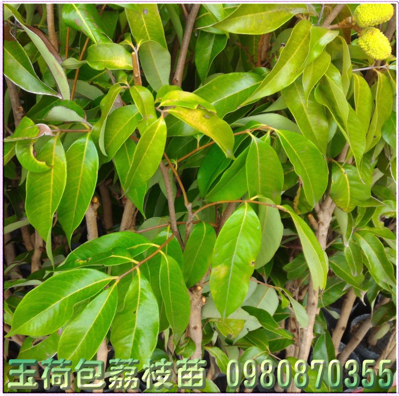 玉荷包荔枝种苗
