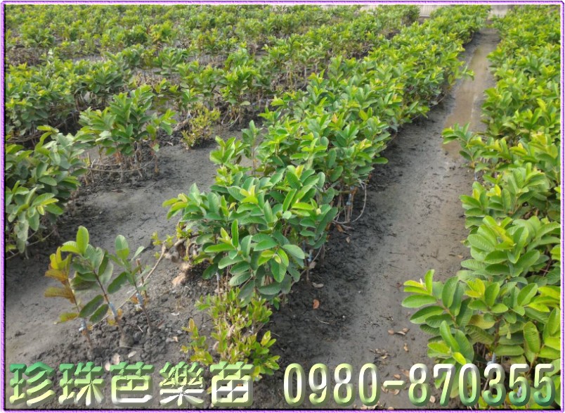 珍珠芭乐幼苗