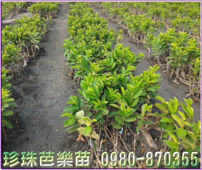 珍珠芭乐苗买卖