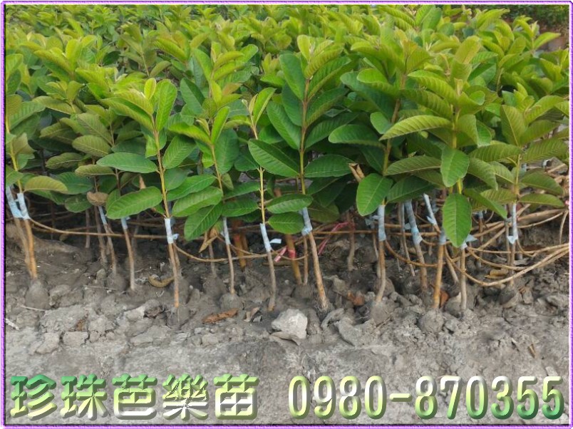 珍珠芭乐苗批发