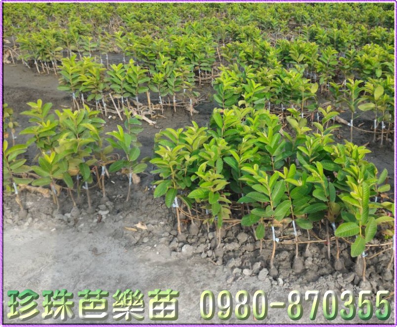 土芭乐苗