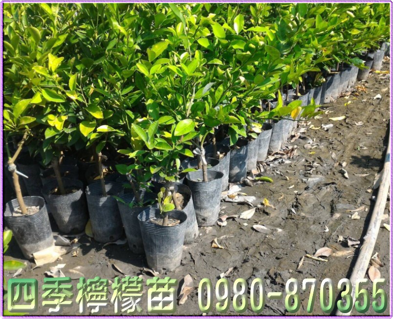 森聯茂種苗園,0980-870355