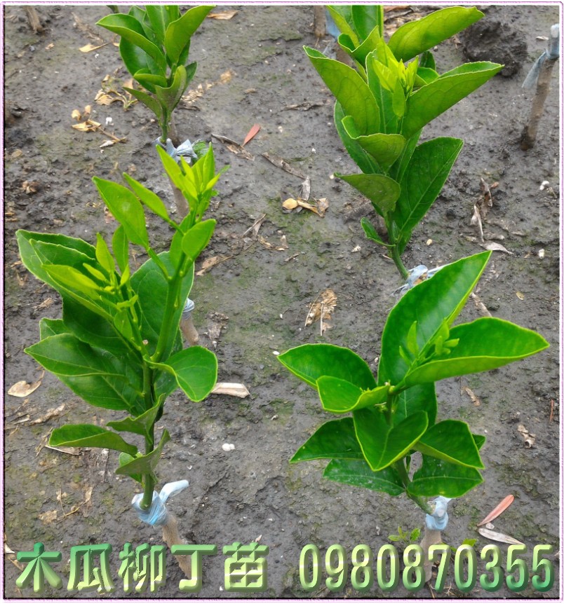 木瓜柳丁苗,木瓜蜜丁苗,森聯茂種苗園,0980-870355,木瓜柳丁樹苗,木瓜蜜丁樹苗,木瓜柳丁果苗,木瓜蜜丁果苗,木瓜柳丁種苗,木瓜蜜丁種苗,木瓜柳丁苗買賣,木瓜蜜丁苗批發