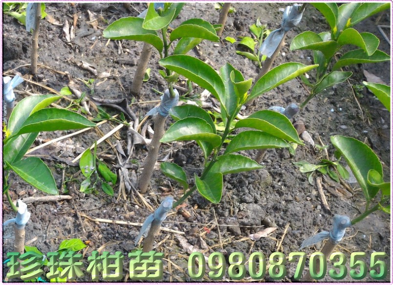 珍珠柑苗,森聯茂種苗園,0980-870355,珍珠柑樹苗,珍珠柑果苗,珍珠柑種苗,珍珠柑苗買賣,珍珠柑苗批發