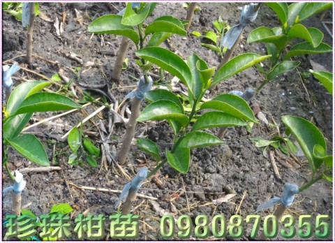 珍珠柑苗,森聯茂種苗園行動版網頁,0980-870355,珍珠柑樹苗,珍珠柑果苗,珍珠柑種苗,珍珠柑苗買賣,珍珠柑苗批發