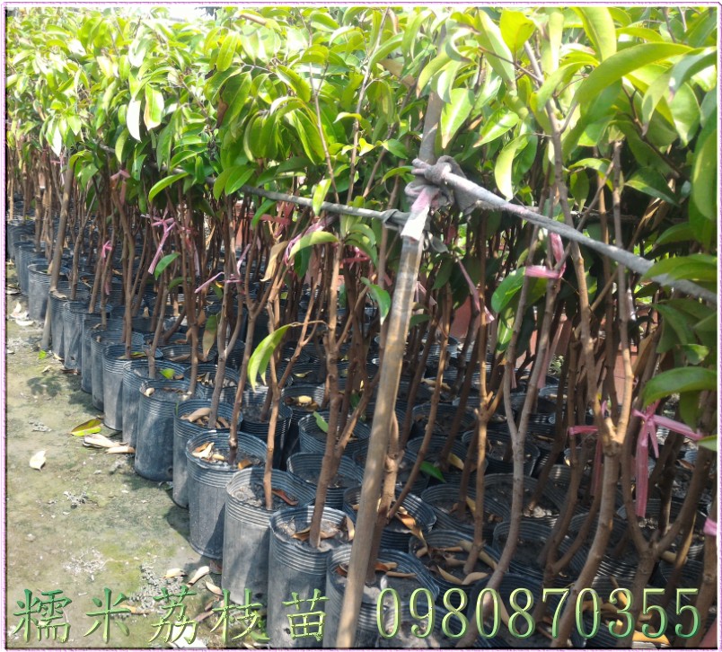 糯米荔枝苗買賣