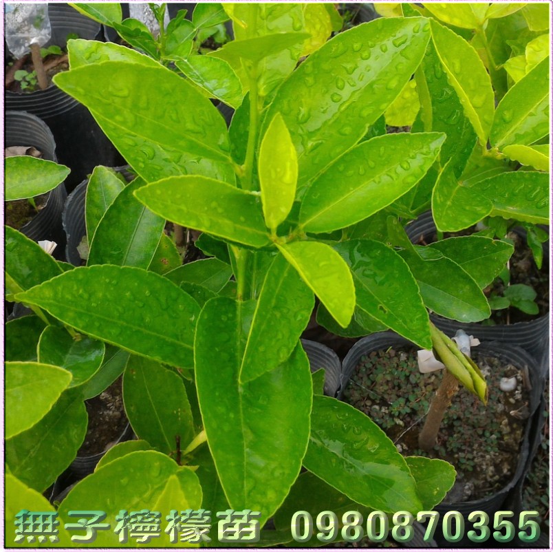 檸檬苗