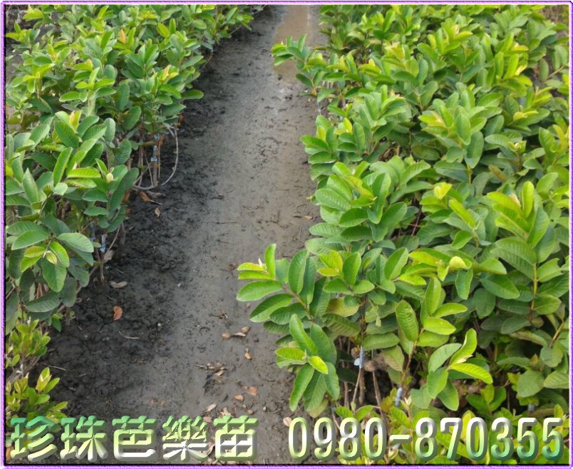 森聯茂種苗園,0980-870355