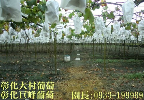 Taiwan,Changhua,Dacun,grape