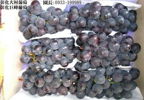 Taiwan,Changhua,Dacun,grape