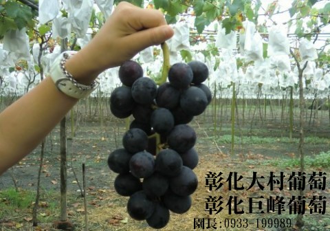 Taiwan,Changhua,Dacun,grape