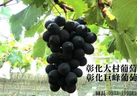 Taiwan,Changhua,Dacun,grape