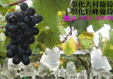 Taiwan,Changhua,Dacun,grape