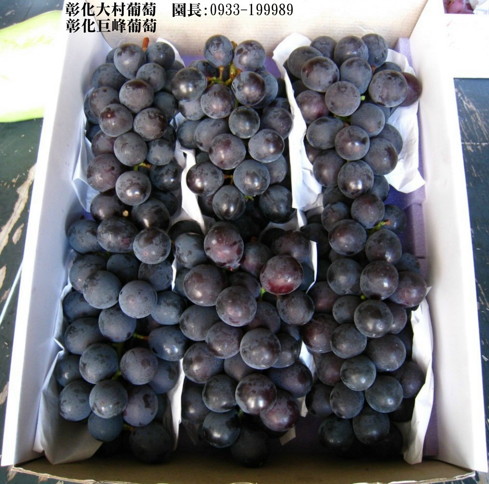 Taiwan,Changhua,Dacun,grape