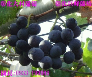 Taiwan,Changhua,Dacun,grape