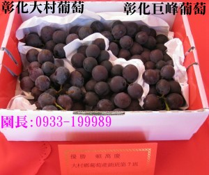 Taiwan,Changhua,Dacun,grape