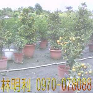 台灣,臺灣,尚豪園藝種苗園--林明利0970-078088,專業栽種買賣:四季桔(金桔).珍珠芭樂苗.茂谷柑.碰柑.虎頭柑(年柑).福木.檸檬.樹蘭.各式芒果苗.龍眼.玉蘭花.蓮霧.桂花樹苗.檸檬樹苗.芭樂苗.芒果苗.龍眼苗.四季桔.虎頭柑.椪柑.茂谷柑.福木苗.桂花苗.水果苗...等