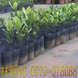 台灣,臺灣,尚豪園藝種苗園--林明利0970-078088,專業栽種買賣:四季桔(金桔).珍珠芭樂苗.茂谷柑.碰柑.虎頭柑(年柑).福木.檸檬.樹蘭.各式芒果苗.龍眼.玉蘭花.蓮霧.桂花樹苗.檸檬樹苗.芭樂苗.芒果苗.龍眼苗.四季桔.虎頭柑.椪柑.茂谷柑.福木苗.桂花苗.水果苗...等