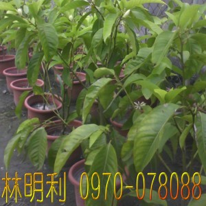 台灣,臺灣,尚豪園藝種苗園--林明利0970-078088,專業栽種買賣:四季桔(金桔).珍珠芭樂苗.茂谷柑.碰柑.虎頭柑(年柑).福木.檸檬.樹蘭.各式芒果苗.龍眼.玉蘭花.蓮霧.桂花樹苗.檸檬樹苗.芭樂苗.芒果苗.龍眼苗.四季桔.虎頭柑.椪柑.茂谷柑.福木苗.桂花苗.水果苗...等