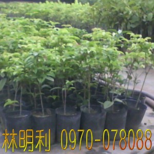 台灣,臺灣,尚豪園藝種苗園--林明利0970-078088,專業栽種買賣:四季桔(金桔).珍珠芭樂苗.茂谷柑.碰柑.虎頭柑(年柑).福木.檸檬.樹蘭.各式芒果苗.龍眼.玉蘭花.蓮霧.桂花樹苗.檸檬樹苗.芭樂苗.芒果苗.龍眼苗.四季桔.虎頭柑.椪柑.茂谷柑.福木苗.桂花苗.水果苗...等