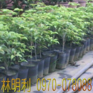 台灣,臺灣,尚豪園藝種苗園--林明利0970-078088,專業栽種買賣:四季桔(金桔).珍珠芭樂苗.茂谷柑.碰柑.虎頭柑(年柑).福木.檸檬.樹蘭.各式芒果苗.龍眼.玉蘭花.蓮霧.桂花樹苗.檸檬樹苗.芭樂苗.芒果苗.龍眼苗.四季桔.虎頭柑.椪柑.茂谷柑.福木苗.桂花苗.水果苗...等