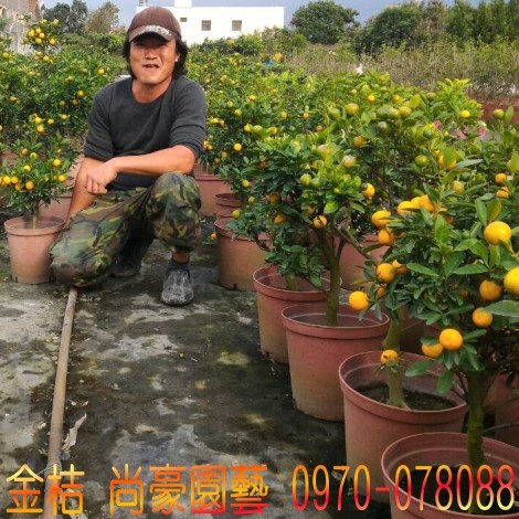 金桔,四季金桔,四季桔,林明利0970-078088,尚豪園藝種苗園,金桔買賣,四季金桔買賣,四季桔買賣.台灣,臺灣,尚豪園藝種苗園--林明利0970-078088...等