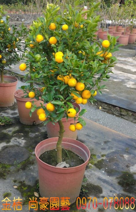 金桔,四季金桔,四季桔,林明利0970-078088,尚豪園藝種苗園,金桔買賣,四季金桔買賣,四季桔買賣.台灣,臺灣,尚豪園藝種苗園--林明利0970-078088...等