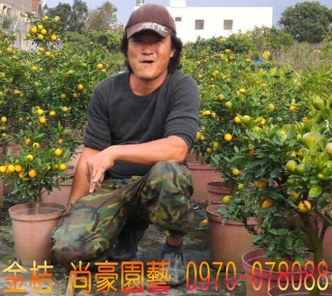 金桔,四季金桔,四季桔,林明利0970-078088,尚豪園藝種苗園,金桔買賣,四季金桔買賣,四季桔買賣.台灣,臺灣,尚豪園藝種苗園--林明利0970-078088...等