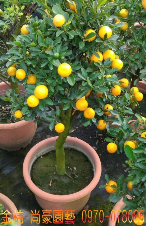 金桔,四季金桔,四季桔,林明利0970-078088,尚豪園藝種苗園,金桔買賣,四季金桔買賣,四季桔買賣.台灣,臺灣,尚豪園藝種苗園--林明利0970-078088...等