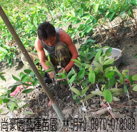 芭樂苗,土芭樂苗,珍珠芭樂苗,林明利0970-078088,尚豪園藝種苗園行動版網頁,水果苗,水果樹苗,果樹苗,水果苗批發,水果樹苗批發,果樹苗批發