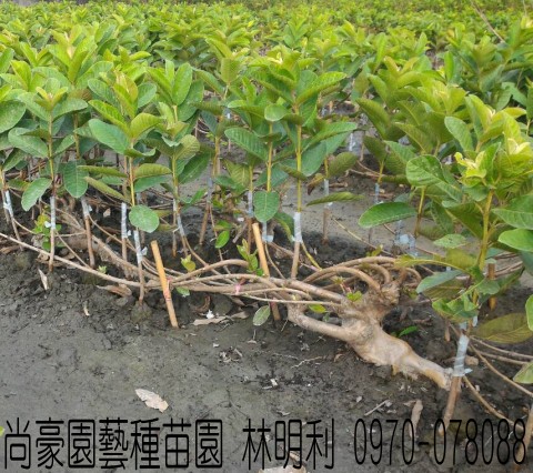 芭樂苗,土芭樂苗,珍珠芭樂苗,林明利0970-078088,尚豪園藝種苗園行動版網頁,水果苗,水果樹苗,果樹苗,水果苗批發,水果樹苗批發,果樹苗批發