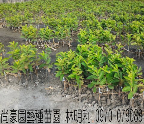 芭樂苗,土芭樂苗,珍珠芭樂苗,林明利0970-078088,尚豪園藝種苗園行動版網頁,水果苗,水果樹苗,果樹苗,水果苗批發,水果樹苗批發,果樹苗批發