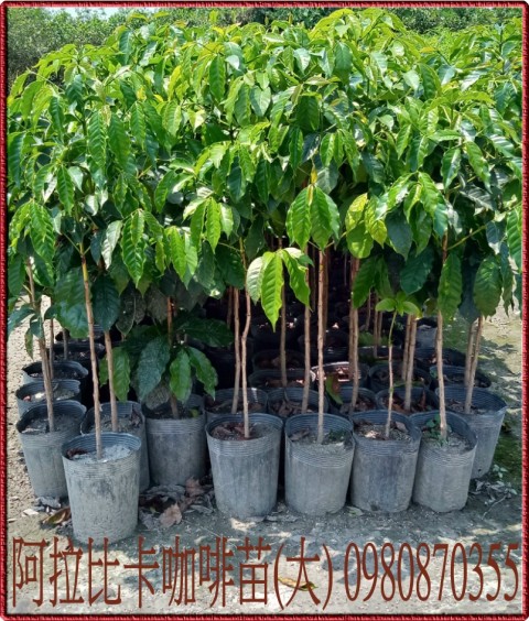 阿拉比卡咖啡樹苗