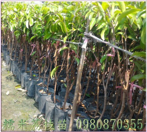 糯米荔枝苗買賣