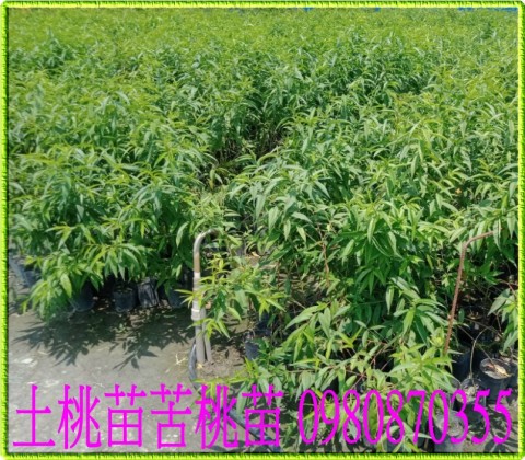 紅肉李，水蜜桃，甜桃，嫁接稼接用之砧木。