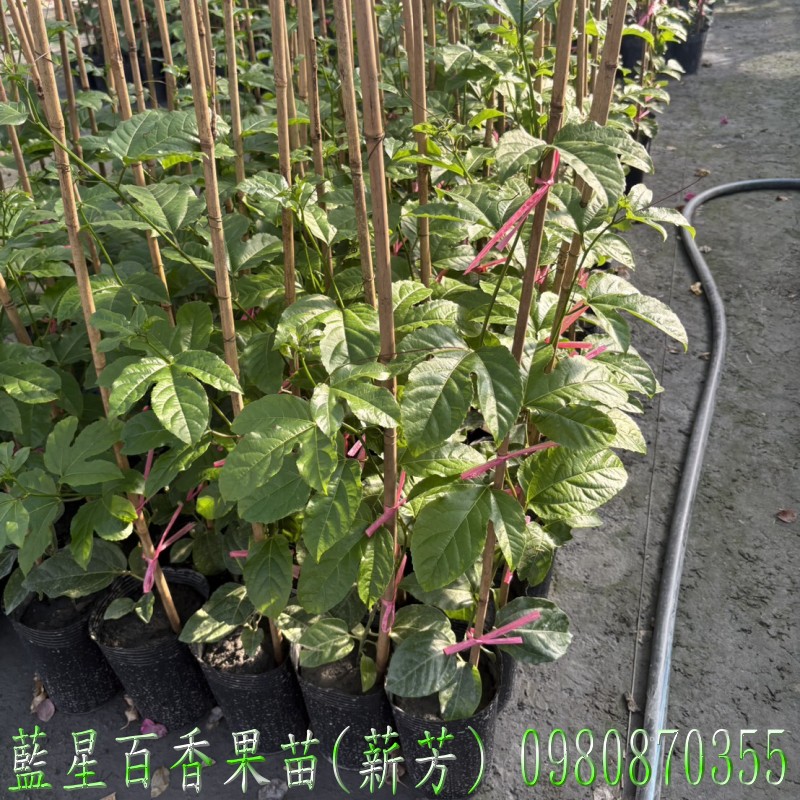 藍星百香果苗,藍星百香果嫁接苗,百香果苗,百香果嫁接苗,藍星百香果苗買賣,藍星百香果苗批發