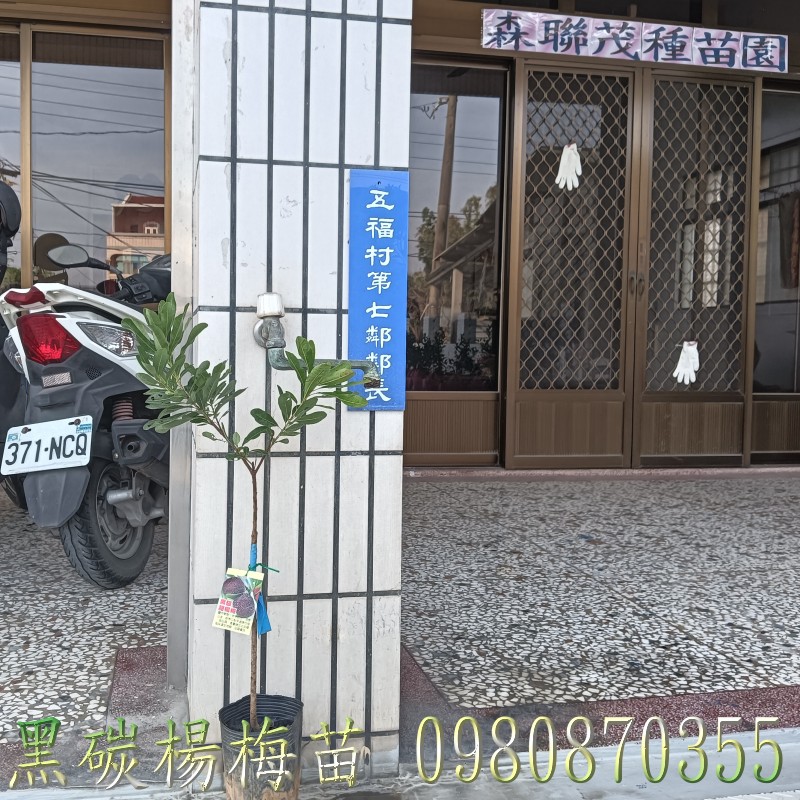 黑炭楊梅苗,黑碳甜楊梅苗,黑炭楊梅樹,楊梅果樹苗
