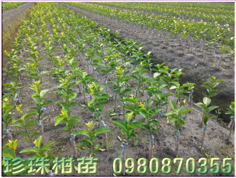 珍珠柑苗批發