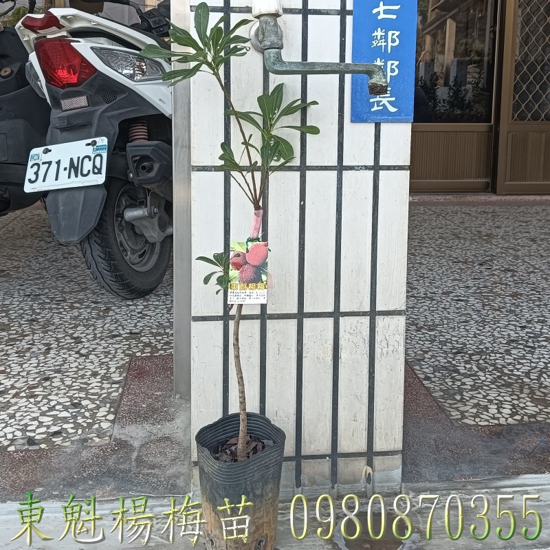 東魁楊梅苗,東魁甜楊梅苗,東魁楊梅樹,楊梅果樹苗