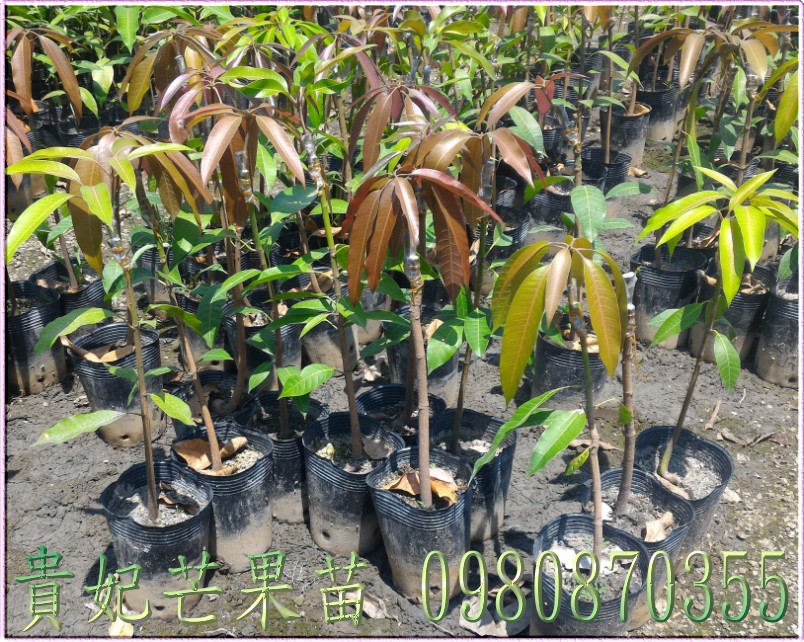 貴妃芒果樹苗,0980870355,林聯肯,森聯茂種苗園,貴妃芒果苗,貴妃芒果苗出售,貴妃芒果種苗,貴妃芒果果苗,芒果樹苗,芒果種苗,芒果果苗,芒果苗買賣,芒果苗批發