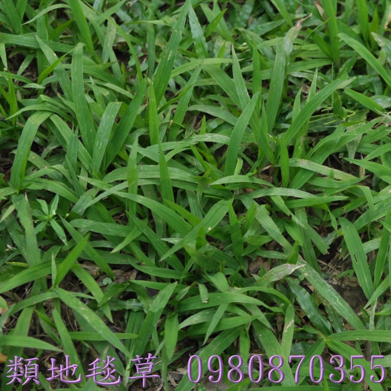 百慕達草,草皮買賣,南投草皮買賣,雲林草皮買賣