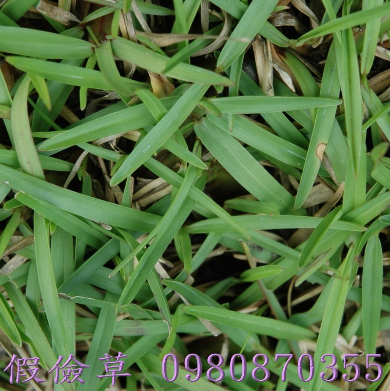 巴西地毯草,草皮買賣,便宜草皮買賣,農用草皮買賣